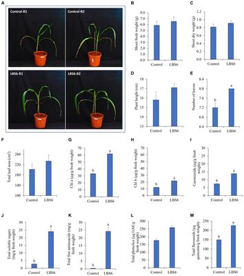 A red seaweed Kappaphycus alvarezii-based biostimulant (AgroGain®) improves the growth of Zea mays and impacts agricultural sustainability by beneficially priming rhizosphere soil microbial community